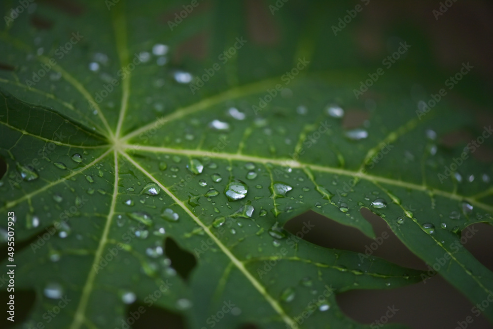 Rain drops on the papaya leaf is very cool fresh in summer season. Rain drops on the papaya leaf is very cool fresh in summer season.