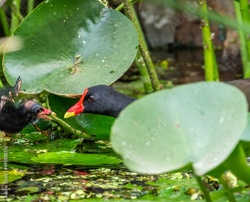 Foto Eurasian Water hen with juvenile