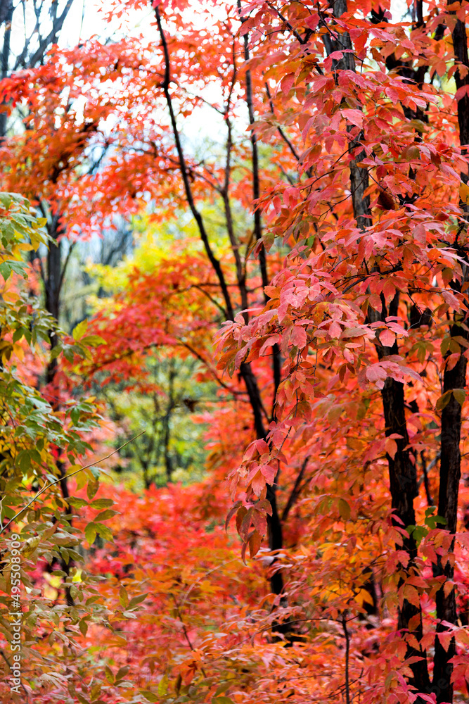 Colorful autumn leaves in forest