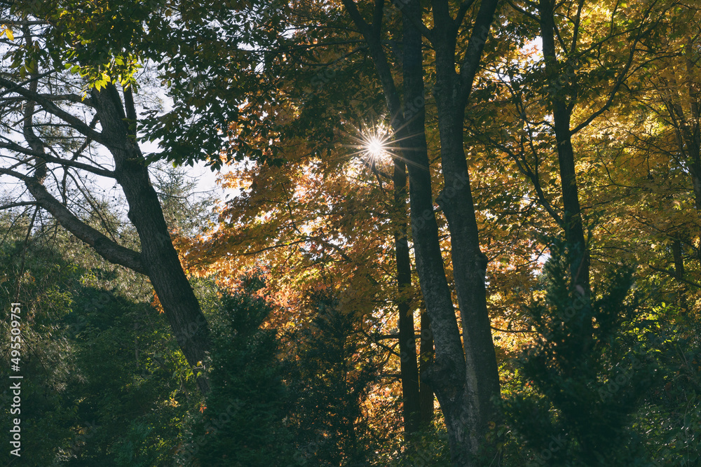 Obraz premium 숲속사이의 햇빛