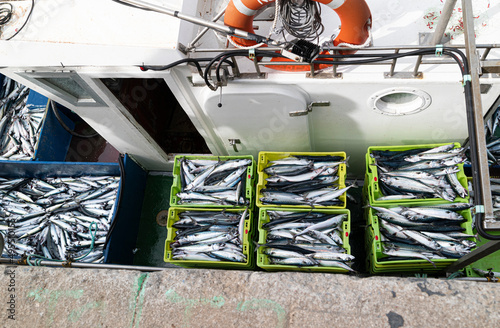 Verdel, Caballa  mackerel , entering port and put up for auction 