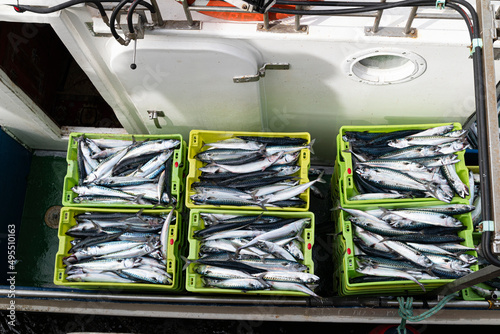 Verdel, Caballa  mackerel , entering port and put up for auction 
