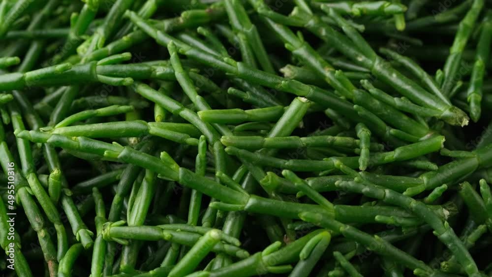 Fresh organic green raw samphire. Rotating video Fresh organic green raw samphire. Rotating video