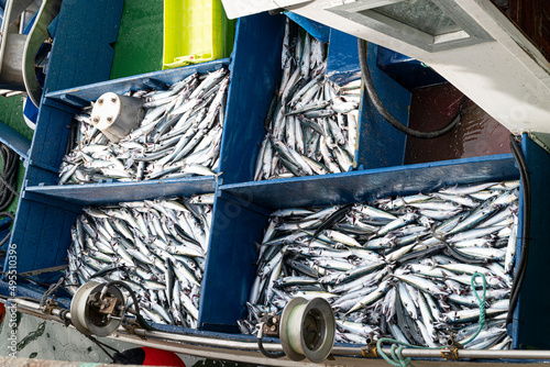 Verdel, Caballa  mackerel , entering port and put up for auction 