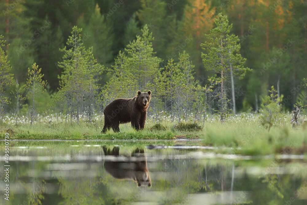 Brown bear at summer scenery in nordic forest Brown bear at summer scenery in nordic forest
