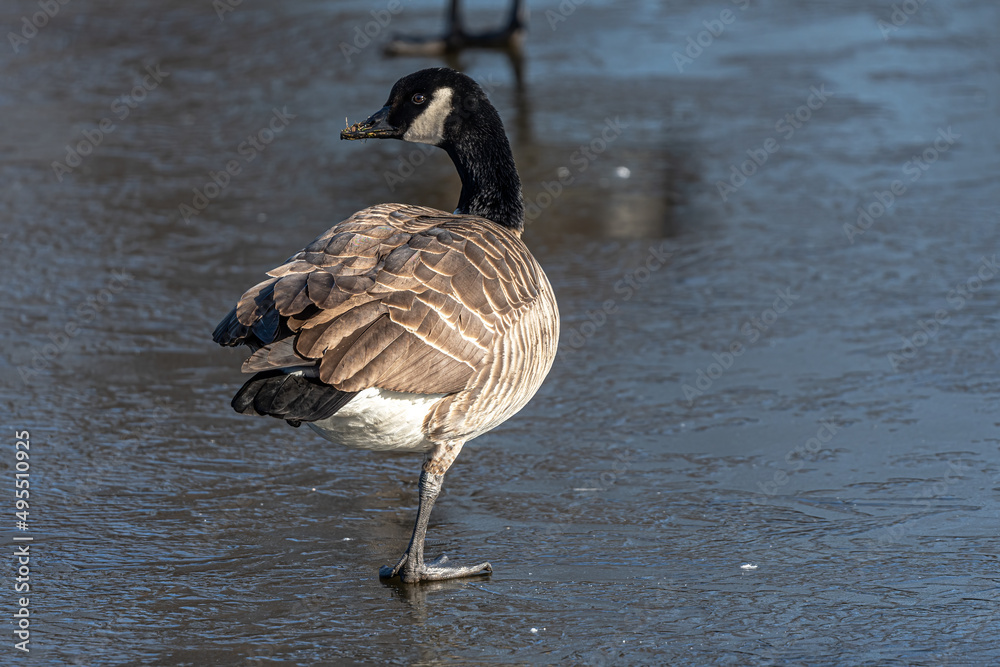 Fototapeta premium Canada Goose (Branta canadensis) on Ice