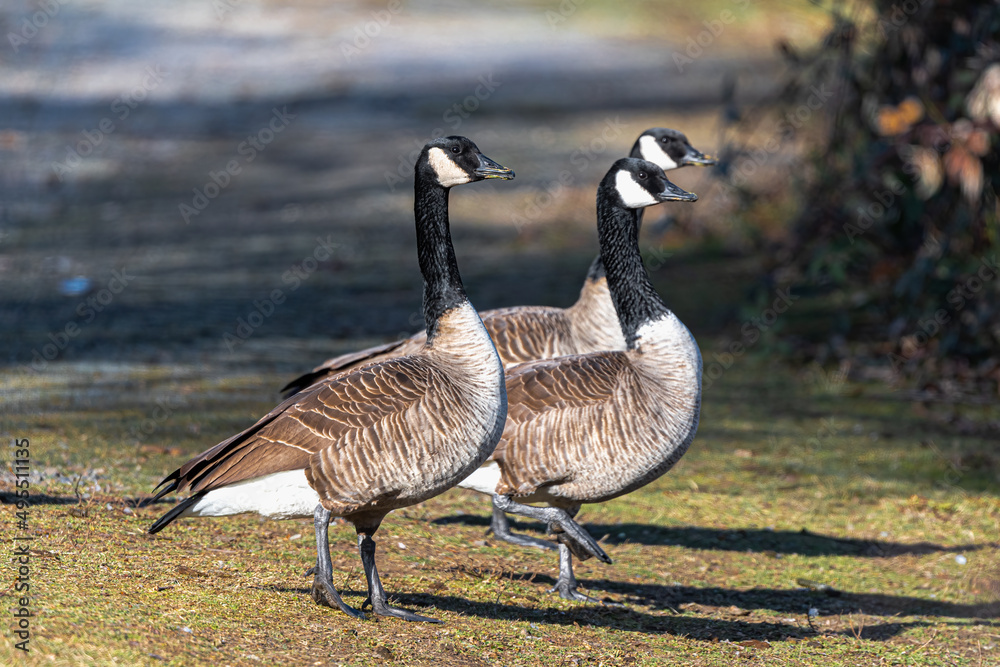 Three Canada Geese (Branta canadensis) on the Watch Three Canada Geese (Branta canadensis) on the Watch