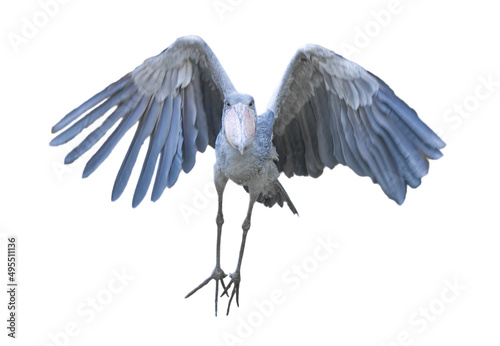 Shoebill aka Shoe billed stork - Balaeniceps rex - in flight flying towards camera, isolated cutout on white background