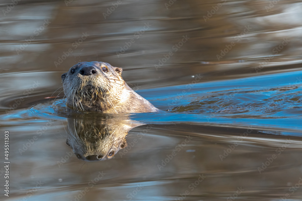 Fototapeta premium North American River Otter (Lontra canadensis)