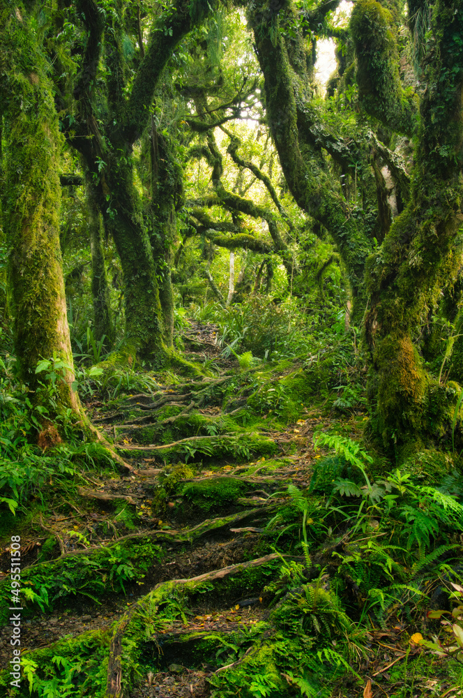 Pathway through mysterious forest with moss-covered trees, ferns and roots in the so-called goblin forest on Mount Taranaki, North Island, New Zealand 