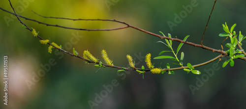 Salix caroliniana, commonly known as the coastal plain willow, is a shrub or small tree native to the southeastern United States, emerging blooms showing catkins flowering © Chase D’Animulls