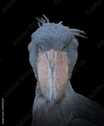 Adult African shoebill stork  - Balaeniceps rex - looking at camera with serious stare, isolated on black background © Chase D’Animulls