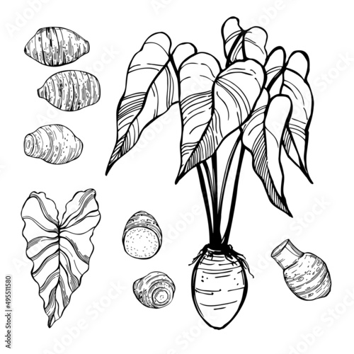 Sketch taro. Vector  illustration