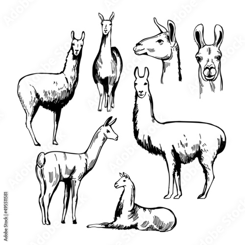 Lamas. Sketch  illustration.