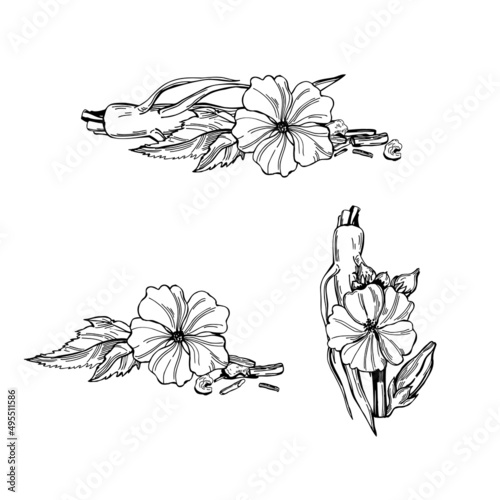 Medicinal herbs. Marshmallow officinalis.  Sketch  illustration.