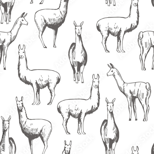  Vector  pattern with  lamas.