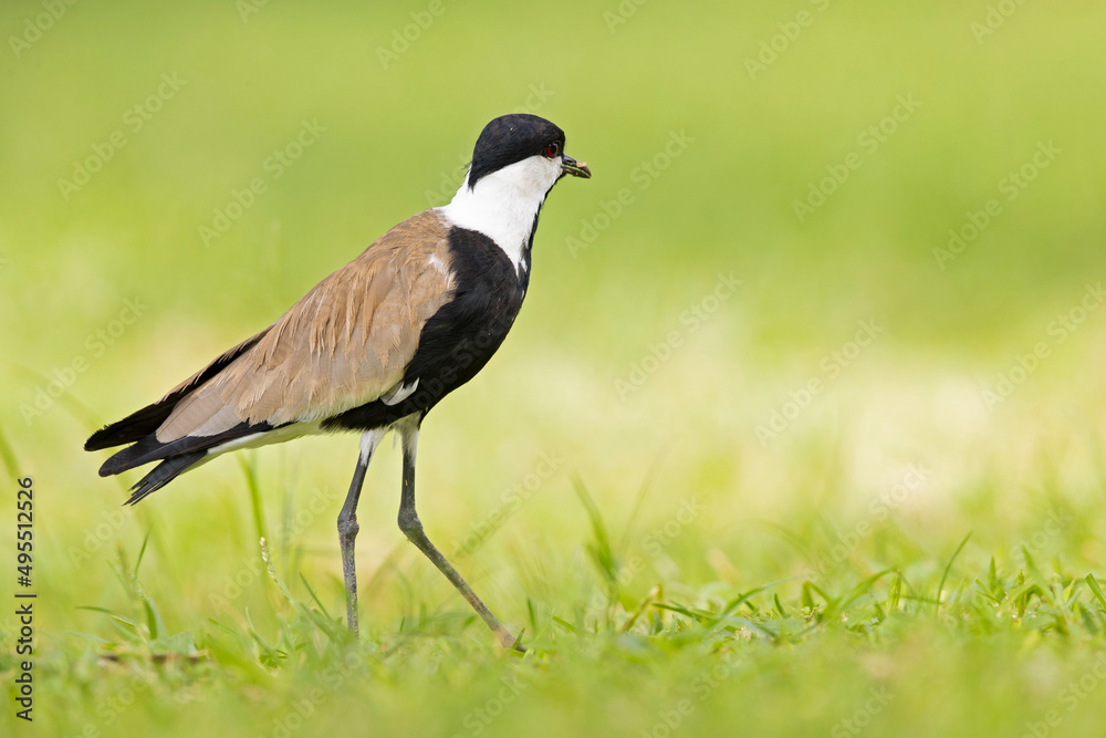 Fototapeta premium Spur-winged lapwing (Vanellus spinosus) foraging in grass.