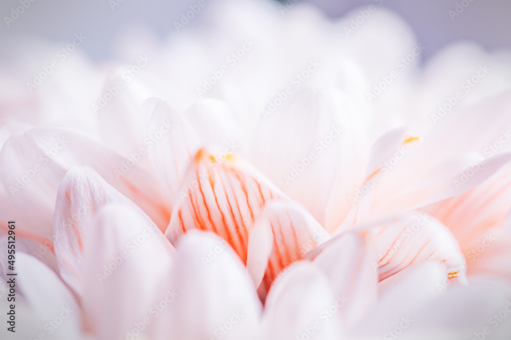 A white chrysanthemum flower.