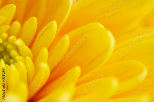 A yellow chrysanthemum flower.
