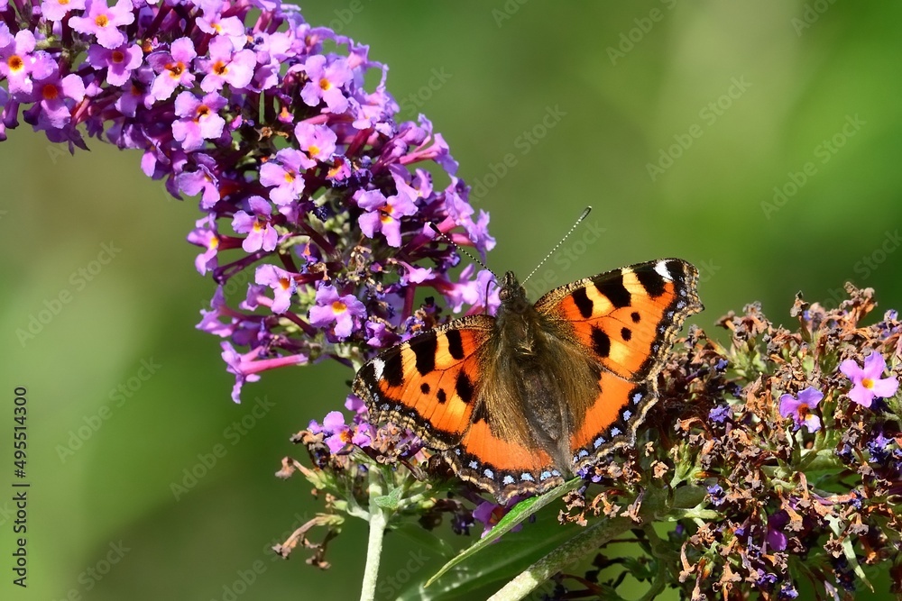 Schmetterlinge:: Kleiner Fuchs (Aglais urticae), small tortoiseshell.