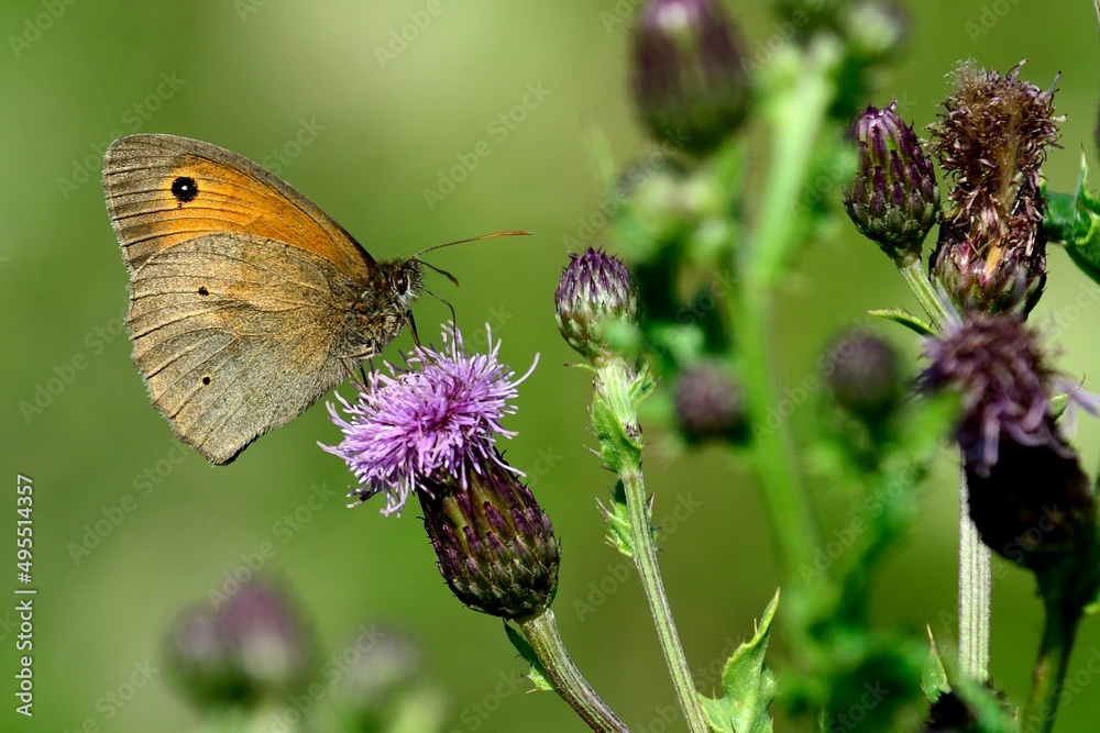 Schmetterlinge: Kleiner Heufalter (Coenonympha pamphilus), Small heath. Schmetterlinge: Kleiner Heufalter (Coenonympha pamphilus), Small heath.