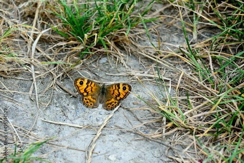 Schmetterlinge: Mauerfuchs (Lasiommata megera), Wall. photo