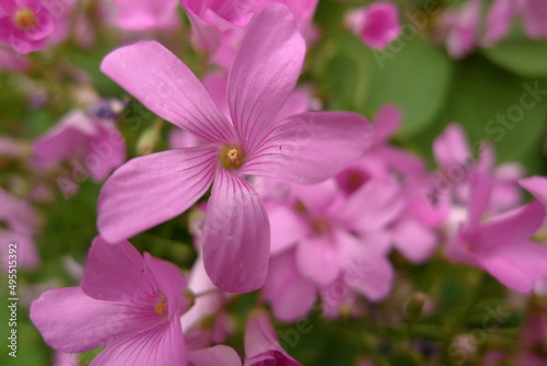 pink flower in the garden