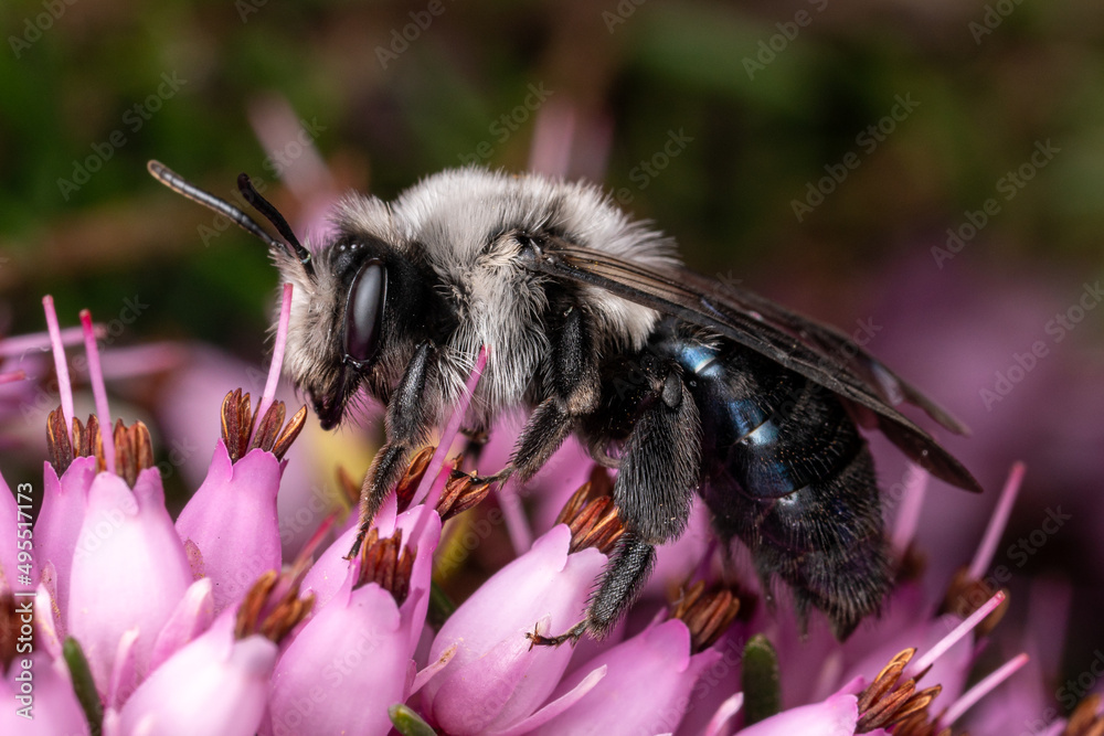 Donausandbiene (Andrena danuvia) ♀ auf Heidekraut (Erica) Donausandbiene (Andrena danuvia) ♀ auf Heidekraut (Erica)