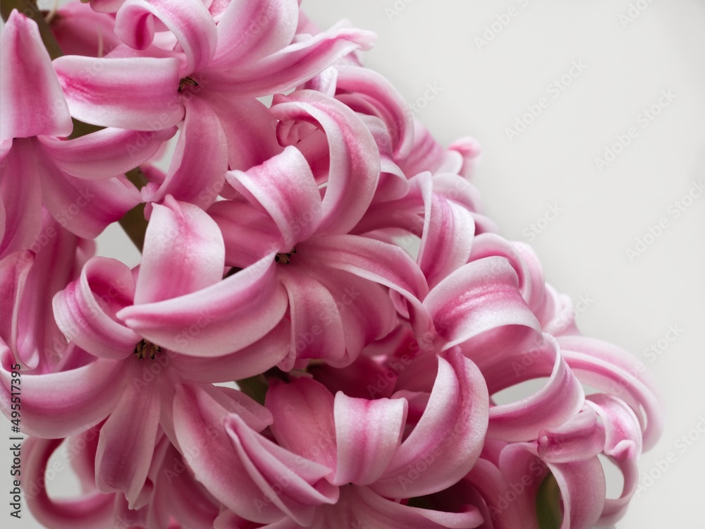 Pink hyacinth flower (inflorescence), detail, white background