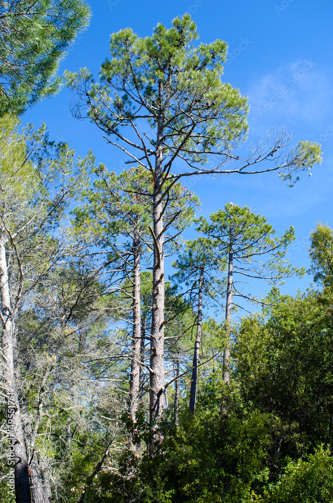 Fototapeta premium Pinus pinaster, maritime pine, forest