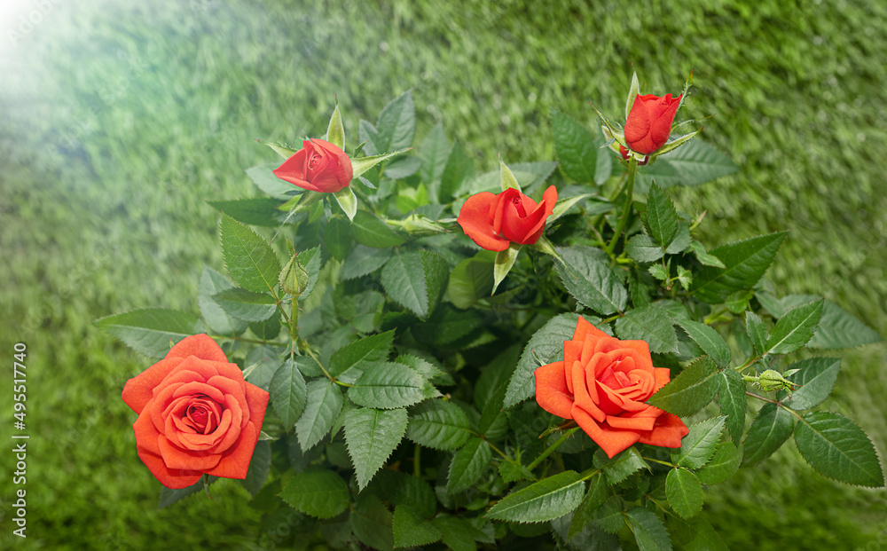 Bush of red roses on a green background