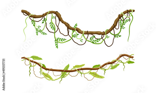 Photo Creeper climbing branches with green leaves set