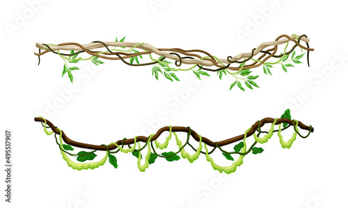 Green climbing ivy creeper branches set. Tropical climbing plants, climbing twigs of tropical vines and trees vector illustration