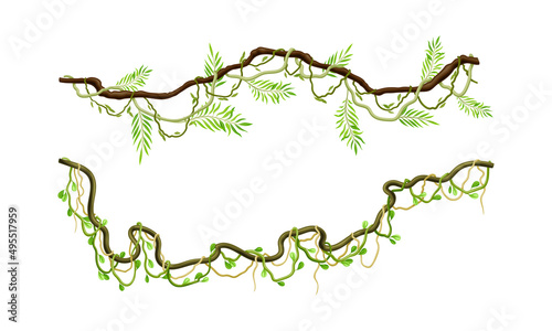Green climbing branches set. Tropical climbing plants, twigs of tropical vines and trees vector illustration