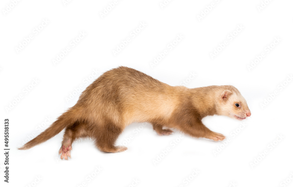 Ferret on a white background is insulated. Light color of the pet. Ermine, weasel, marten. Ferret on a white background is insulated. Light color of the pet. Ermine, weasel, marten.