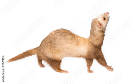 Ferret on a white background is insulated. Light color of the pet. Ermine, weasel, marten.