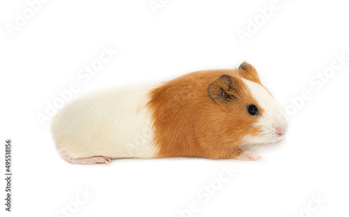 Guinea pig on a white background. Exotic animal as a pet.