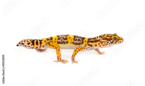 Lizard Eublefar on a white background. Exotic animal as a pet.
