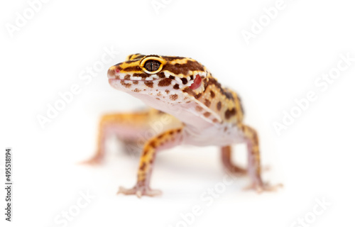 Lizard Eublefar on a white background. Exotic animal as a pet. © Vera