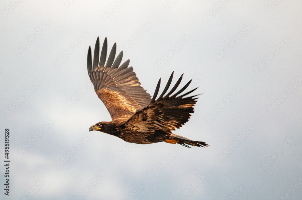 Fototapeta premium eagle in flight