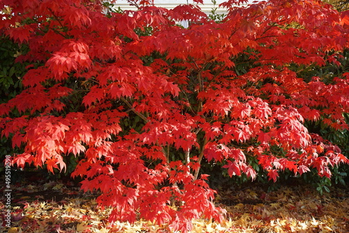 Red autumn leaves