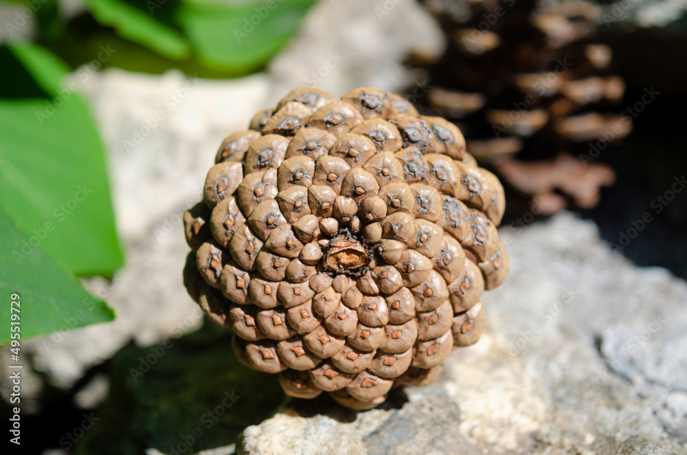 Cones of Pinus nigra, variety of pine Cones of Pinus nigra, variety of pine