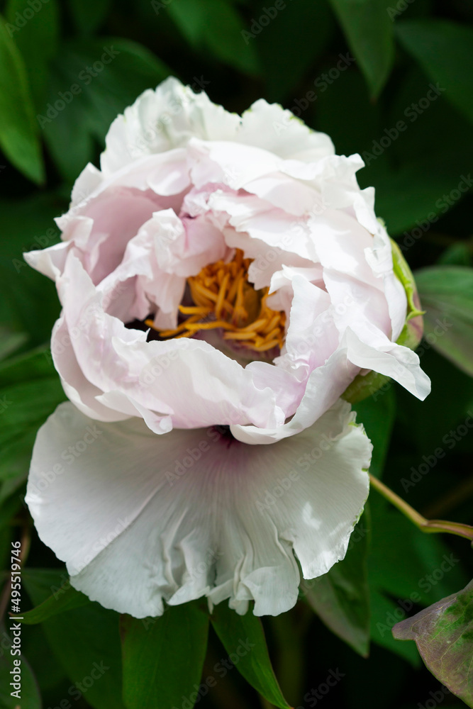 White flowers of a tree peony in a city park.