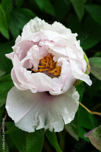 Obraz na płótnie White flowers of a tree peony in a city park. w salonie