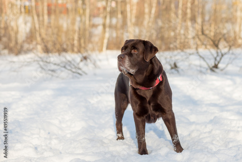 Portrait of a Chocolate labrador retriever dog sitting in the snow.Lovable, pretty dog of brown color. Close-up, outdoor. Day light. Concept of care, education, obedience training, raising pets