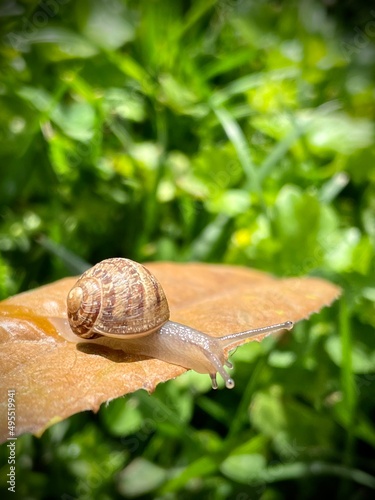 Curious baby snail on a leaf