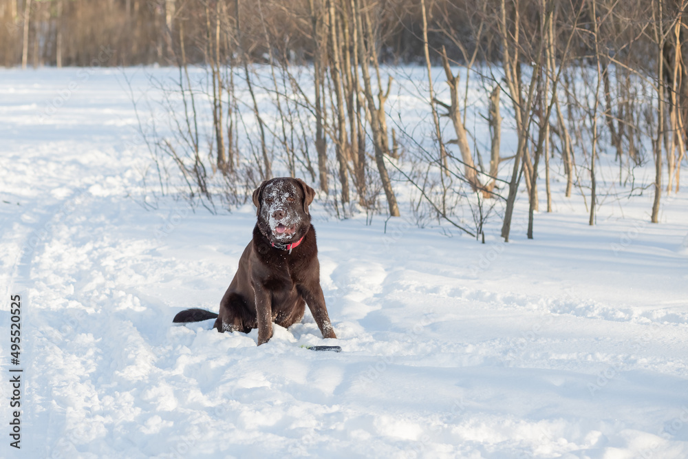 Portrait of a Chocolate labrador retriever dog sitting in the snow.Lovable, pretty dog of brown color. Close-up, outdoor. Day light. Concept of care, education, obedience training, raising pets Portrait of a Chocolate labrador retriever dog sitting in the snow.Lovable, pretty dog of brown color. Close-up, outdoor. Day light. Concept of care, education, obedience training, raising pets
