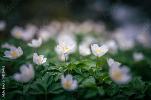 wood anemone spring white flower