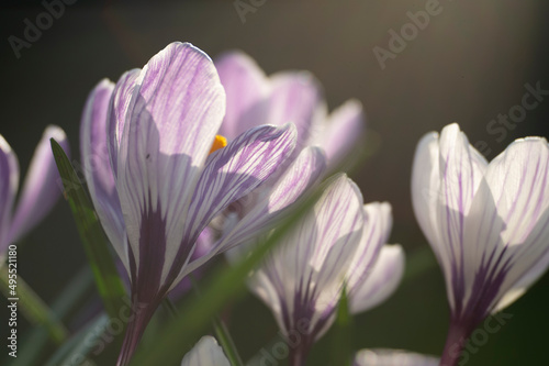 Spring crocuses arrive just after the first snowdrops in an array of vibrant colours  opening wide in the sunshine.