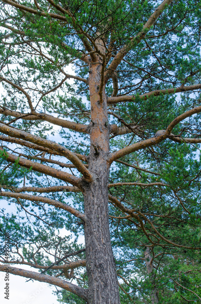 Pinus sylvestris, variety of pine
